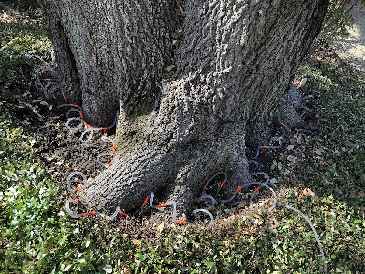 Detailed Tree Cabling and Bracing job site in Tahoe City