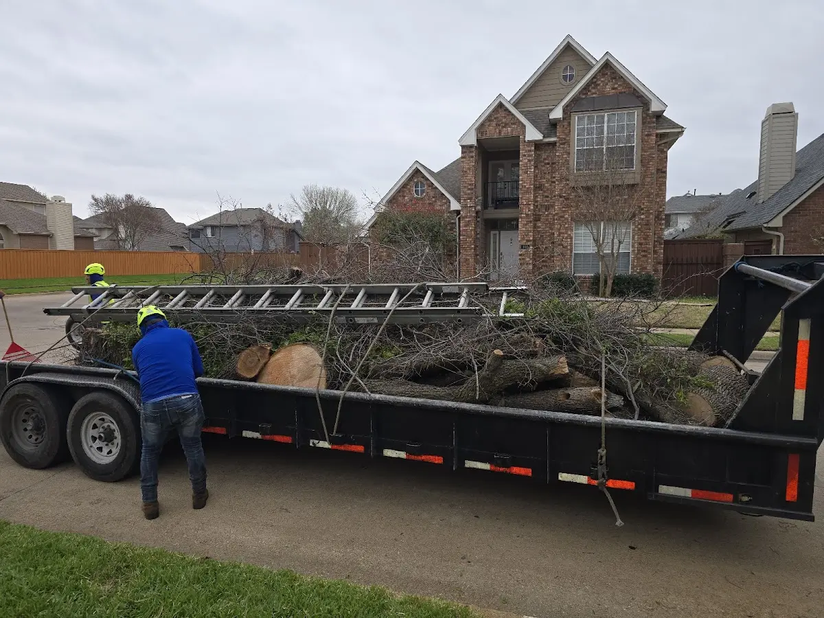 Expert Tree Removal with proper safety equipment in Tahoe City